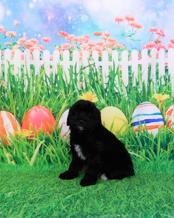 Schnoodle-DOG-Female-Black-6918-Petland Robinson, Pittsburgh, PA