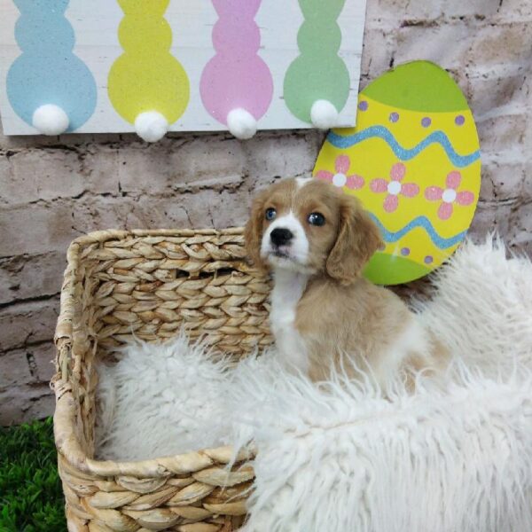 Cockalier-DOG-Male-Buff / White-6935-Petland Robinson, Pittsburgh, PA
