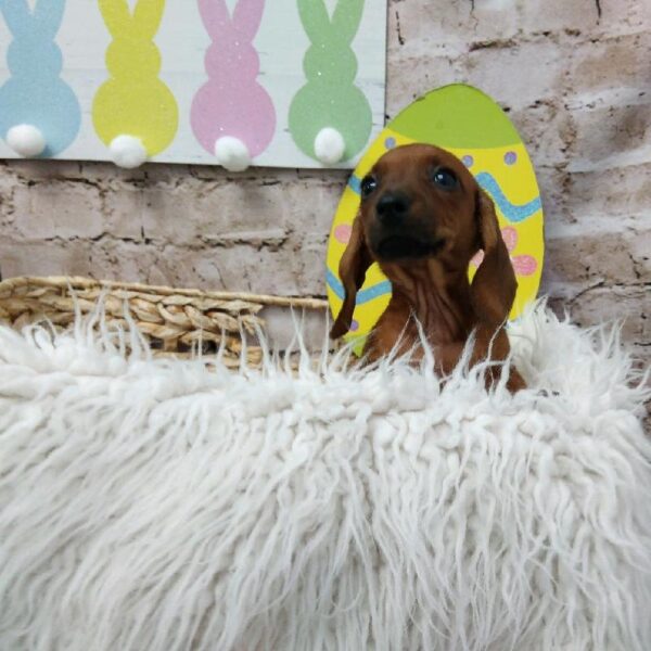 Dachshund-DOG-Female-Red-6936-Petland Robinson, Pittsburgh, PA