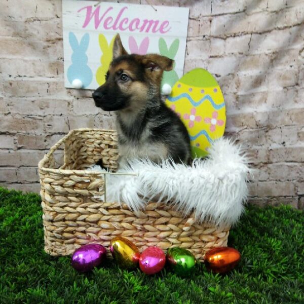 German Shepherd DOG Female Black / Tan 6933 Petland Robinson, PA