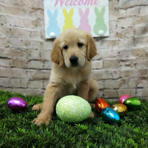 Golden Retriever DOG Male Golden 6934 Petland Robinson, PA