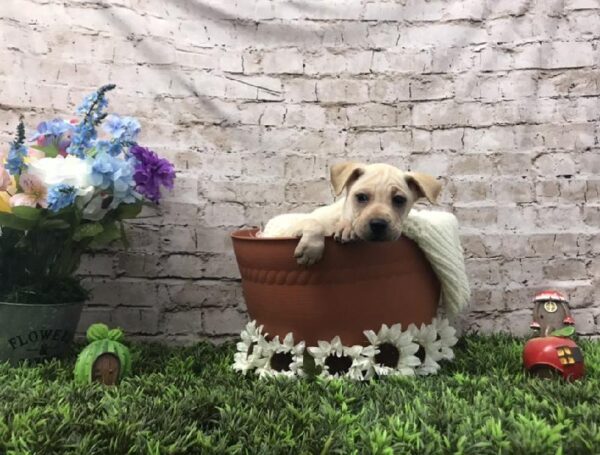 Mini Walrus DOG Female Cream 6950 Petland Robinson, PA