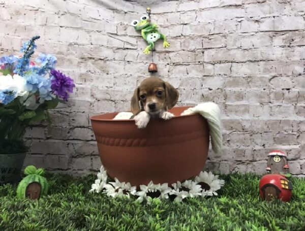 Beagle DOG Female Chocolate White Tan 6949 Petland Robinson, PA