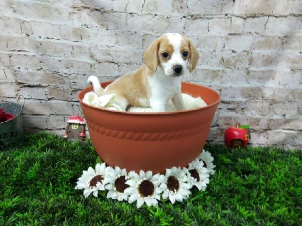 Beagle DOG Female Lemon and White 6944 Petland Robinson, PA