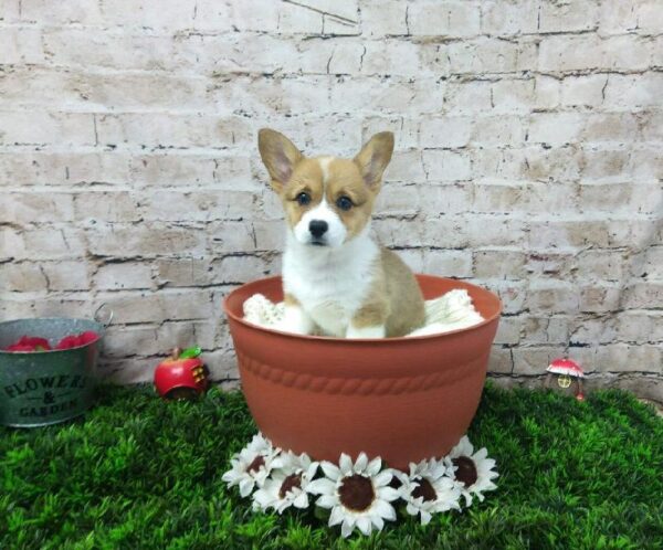 Pembroke Welsh Corgi-DOG-Female-Sable-6947-Petland Robinson, Pittsburgh, PA
