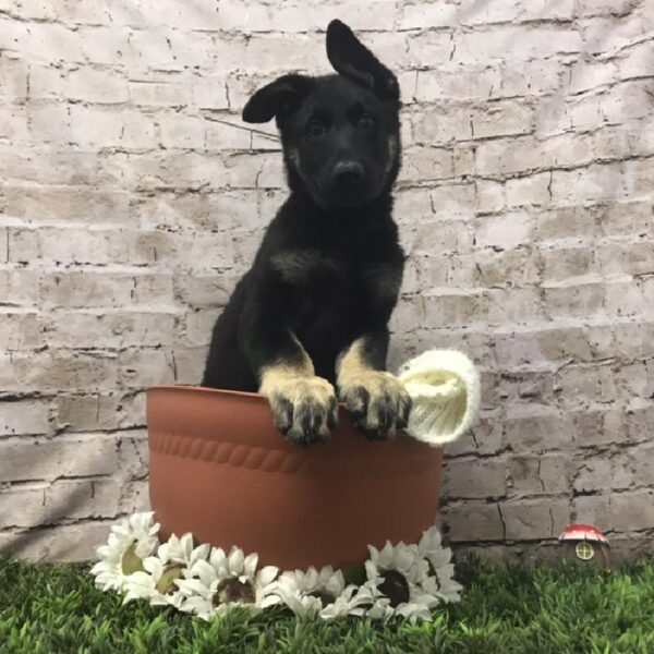 German Shepherd DOG Female Black / Tan 6960 Petland Robinson, PA