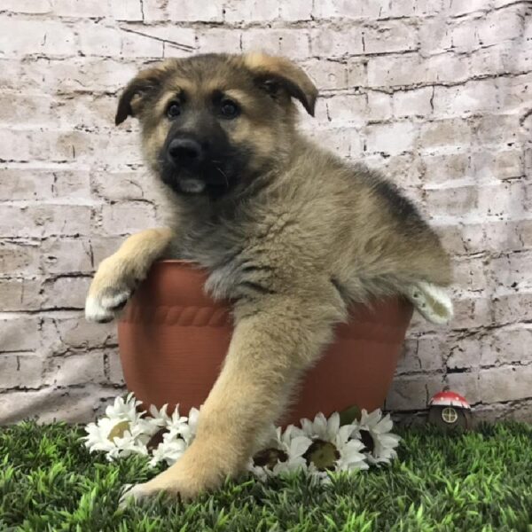 German Shepherd-DOG-Male-Sable-6955-Petland Robinson, Pittsburgh, PA