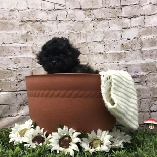 Bichon- Poo-DOG-Male-Black / White-6956-Petland Robinson, Pittsburgh, PA