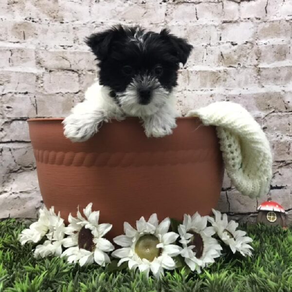 Shorkie DOG Female Black Gold / Silver 6957 Petland Robinson, PA