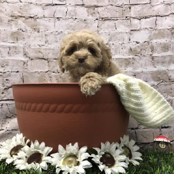 Cockapoo-DOG-Male-Apricot-6959-Petland Robinson, Pittsburgh, PA
