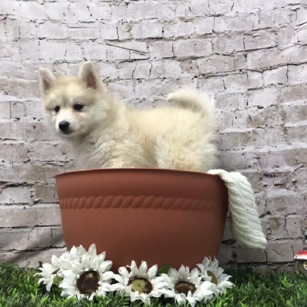 Pomsky-DOG-Male-Sable-6958-Petland Robinson, PA