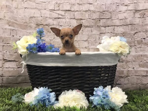 Chiweenie DOG Male Red 6971 Petland Robinson, PA