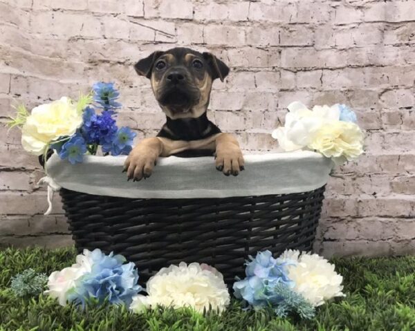 Mini Walrus DOG Female Black / Tan 6969 Petland Robinson, PA