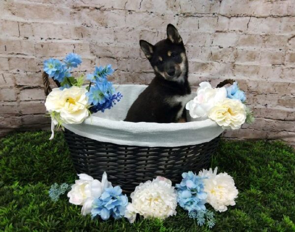 Shiba Inu DOG Female Black and Tan 6962 Petland Robinson, PA