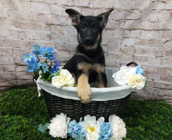 German Shepherd-DOG-Female-Black and Tan-6963-Petland Robinson, Pittsburgh, PA