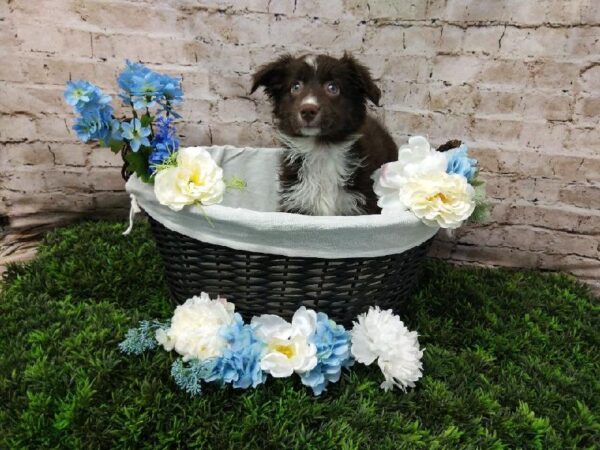 Australian Shepherd DOG Male Red 6961 Petland Robinson, PA