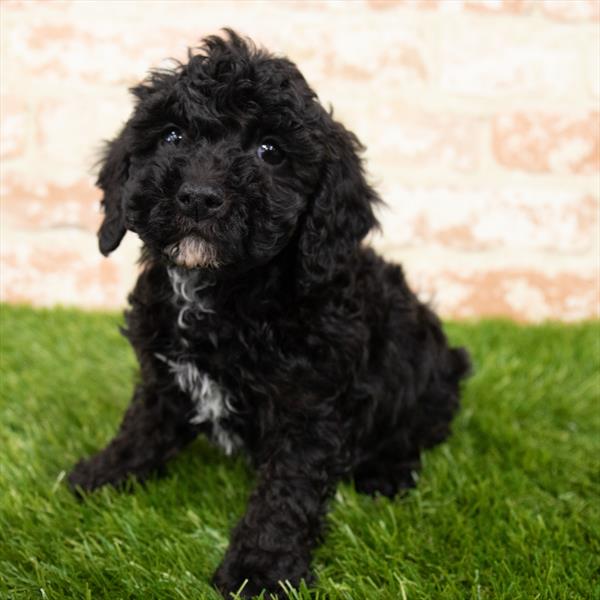 Cockapoo-DOG-Male-Black-6980-Petland Robinson, Pittsburgh, PA