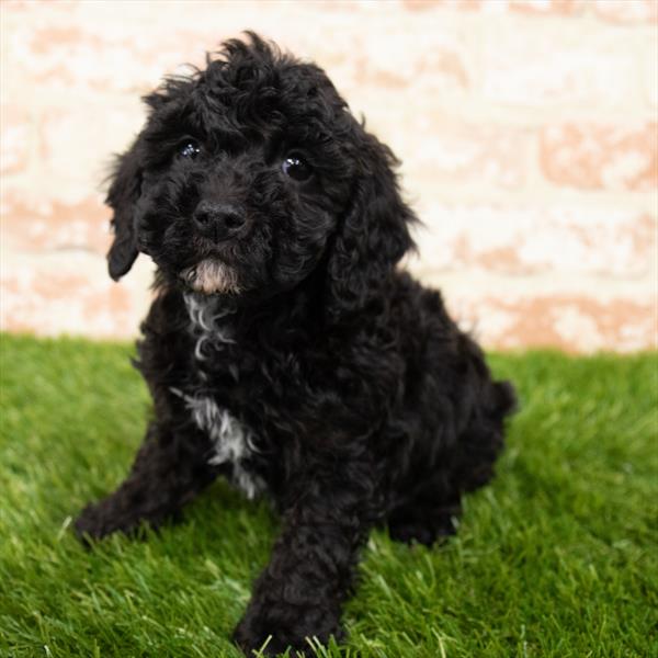 Cockapoo DOG Male Black 6980 Petland Robinson, PA