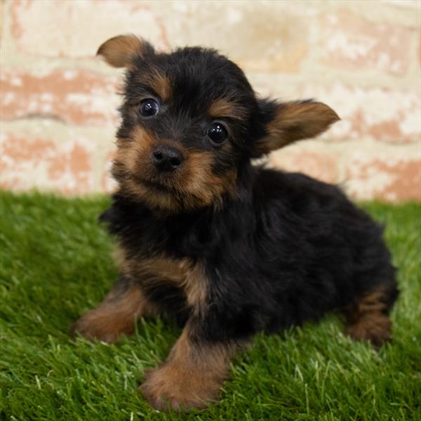 Silky Terrier-DOG-Female-Black / Tan-6981-Petland Robinson, PA