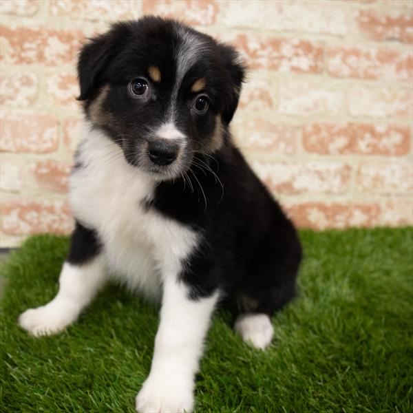 Miniature Australian Shepherd-DOG-Female-Black-6982-Petland Robinson, Pittsburgh, PA