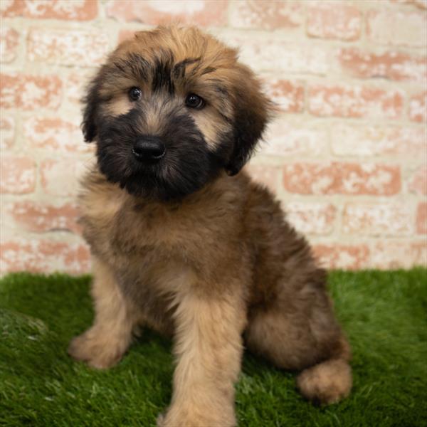 Soft Coated Wheaten Terrier DOG Male Wheaten 6983 Petland Robinson, PA