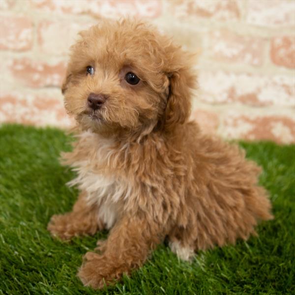 Maltipoo-DOG-Female-Apricot-6984-Petland Robinson, Pittsburgh, PA