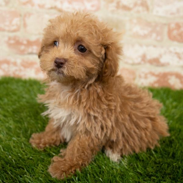 Maltipoo-DOG-Female-Apricot-6984-Petland Robinson, PA