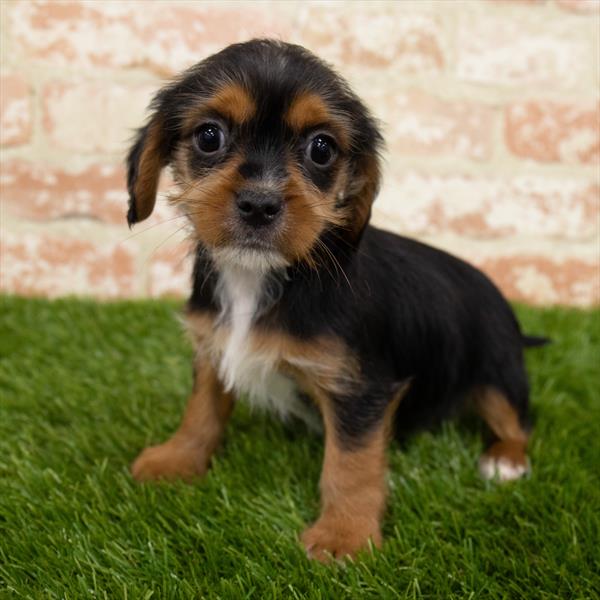 Cavalier-Yorkie-DOG-Male-Black / Tan-6985-Petland Robinson, Pittsburgh, PA