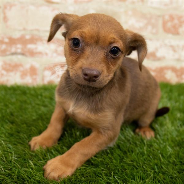 Chiweenie DOG Female Fawn 6986 Petland Robinson, PA