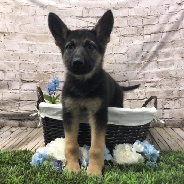 German Shepherd DOG Male Black / Tan 6994 Petland Robinson, PA