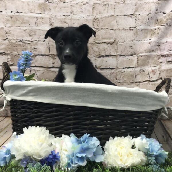 Catahoula-Border Collie-DOG-Female-Black-6995-Petland Robinson, Pittsburgh, PA