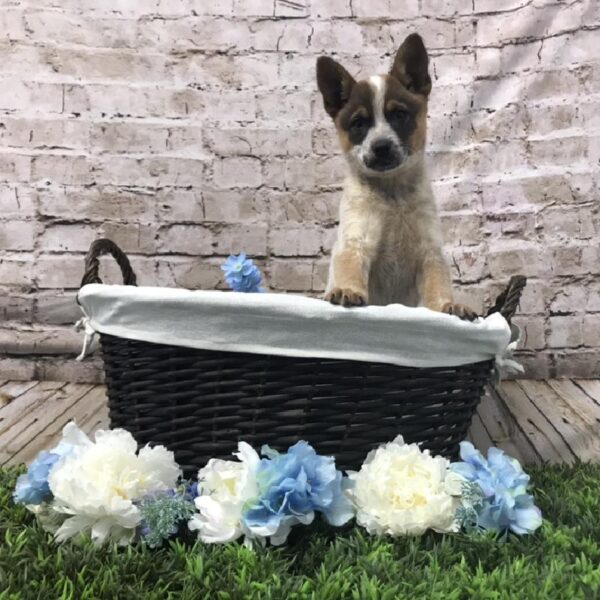 Australian Cattle Dog-DOG-Female-Red-6997-Petland Robinson, Pittsburgh, PA