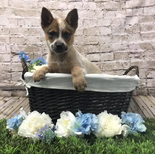 Australian Cattle Dog-DOG-Male-Red-6996-Petland Robinson, Pittsburgh, PA