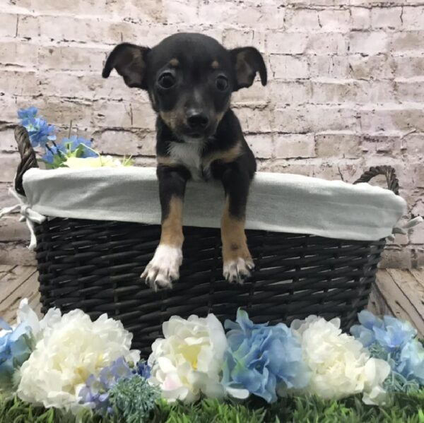 Chihuahua DOG Male Black / Tan 6998 Petland Robinson, PA