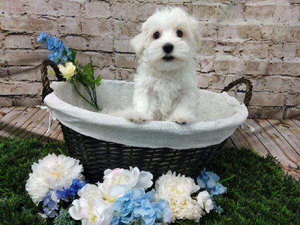 Maltese DOG Male White 6987 Petland Robinson, PA