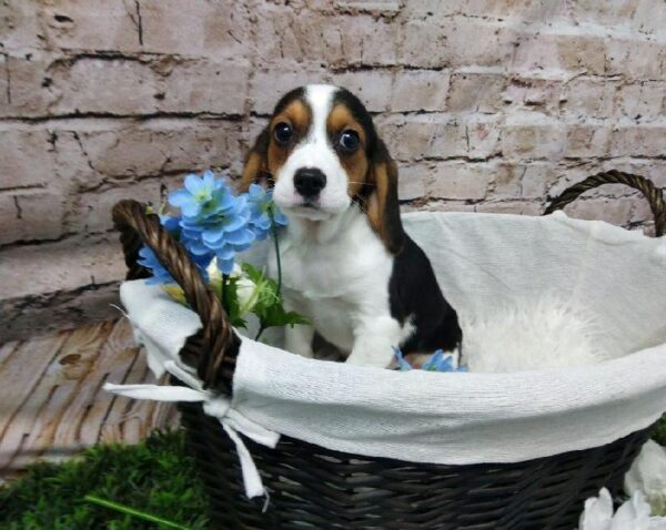 Beaglier-DOG-Male-Black White and Tan-6989-Petland Robinson, PA