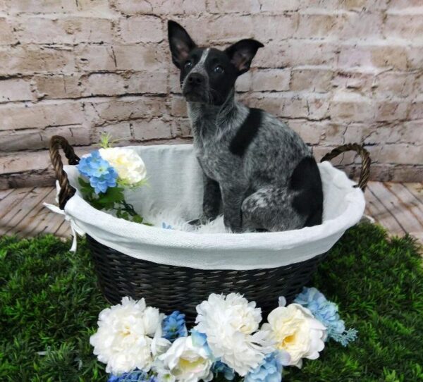 Australian Cattle Dog-DOG-Female-Blue Mottled-6988-Petland Robinson, PA