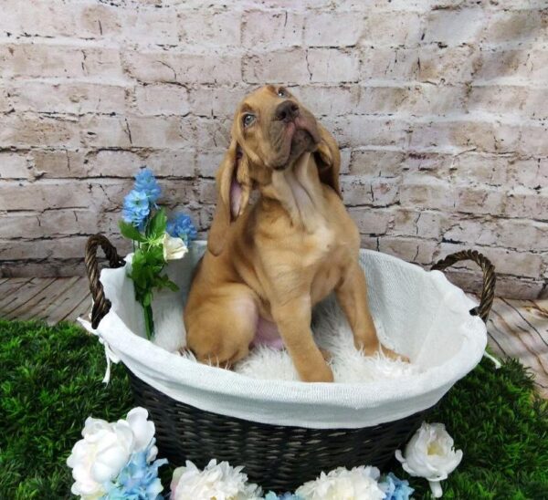Bloodhound-DOG-Male-Red-6990-Petland Robinson, Pittsburgh, PA