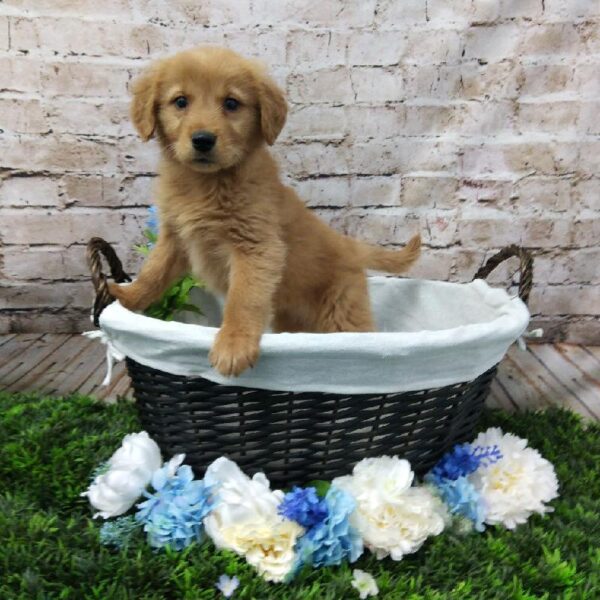 Golden Retriever DOG Female Golden 7013 Petland Robinson, PA