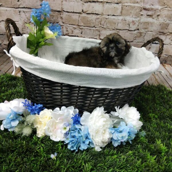 Shorkie-DOG-Female-Brindle-7012-Petland Robinson, Pittsburgh, PA