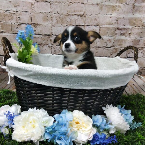 Pembroke Welsh Corgi DOG Male Black White / Tan 7009 Petland Robinson, PA