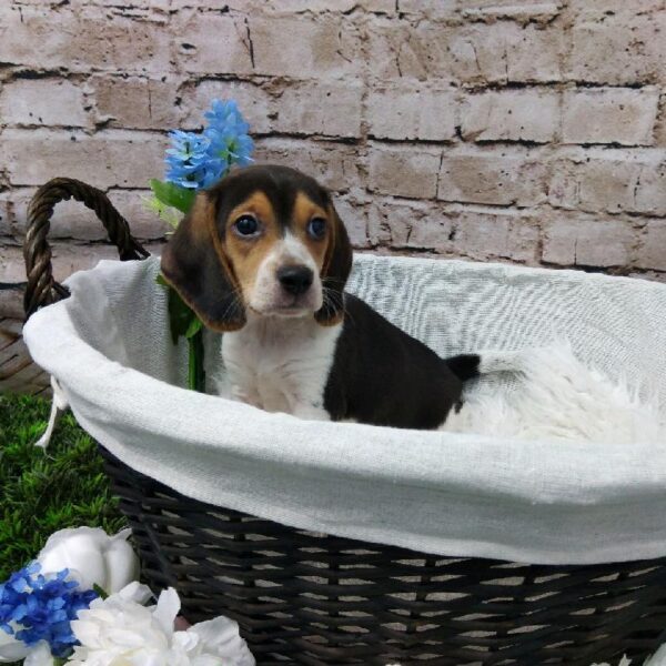 Beagle DOG Male Black White / Tan 7010 Petland Robinson, PA