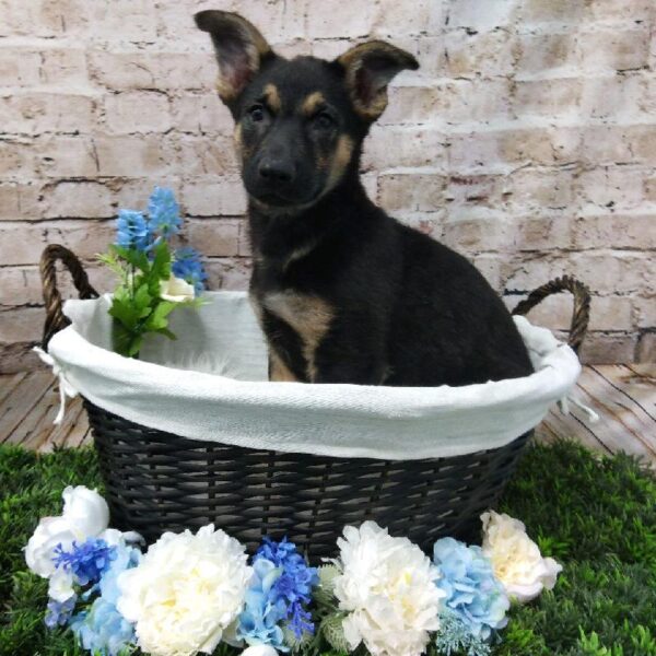 German Shepherd DOG Female Black / Tan 7014 Petland Robinson, PA