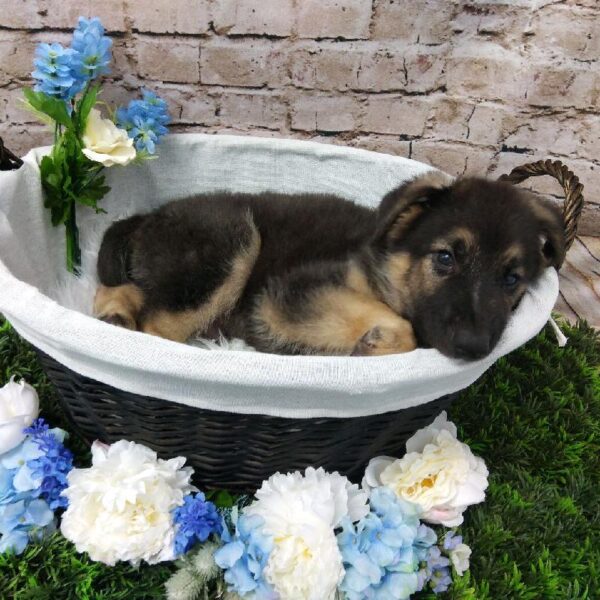 German Shepherd-DOG-Male-Black / Tan-7016-Petland Robinson, Pittsburgh, PA