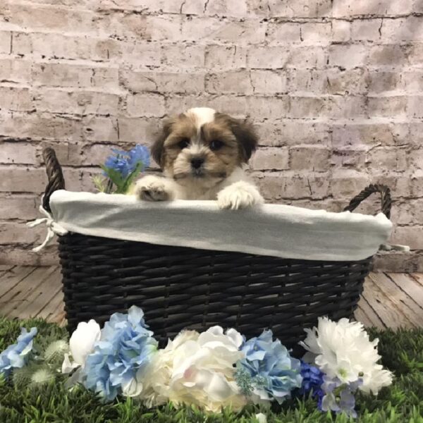 Shorkie DOG Male Gold / White 7011 Petland Robinson, PA