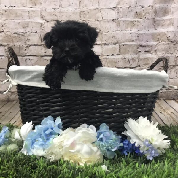 Morkie DOG Female Black 7015 Petland Robinson, PA