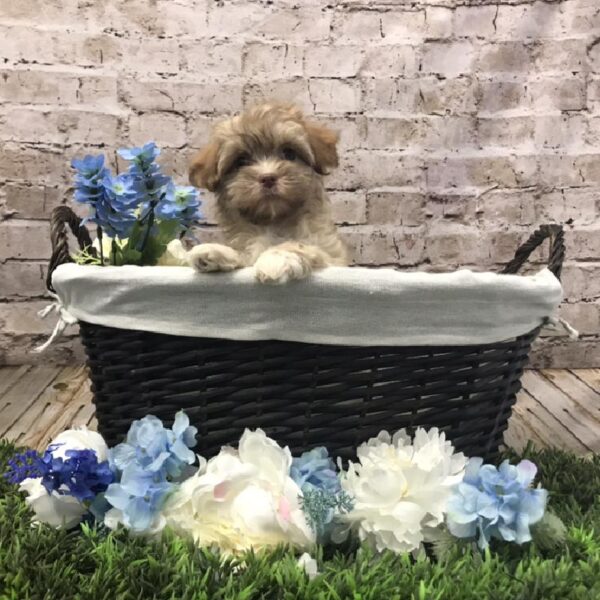 Havanese-DOG-Male-Golden-7008-Petland Robinson, Pittsburgh, PA