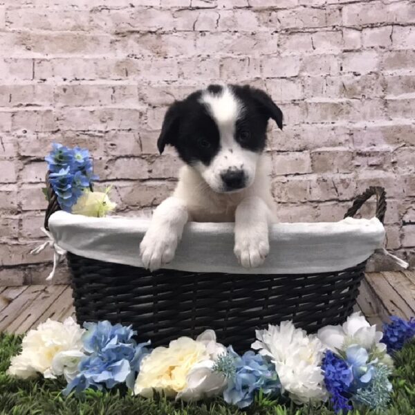 Border Collie-Great Pyrenees DOG Female White / Black 7021 Petland Robinson, PA