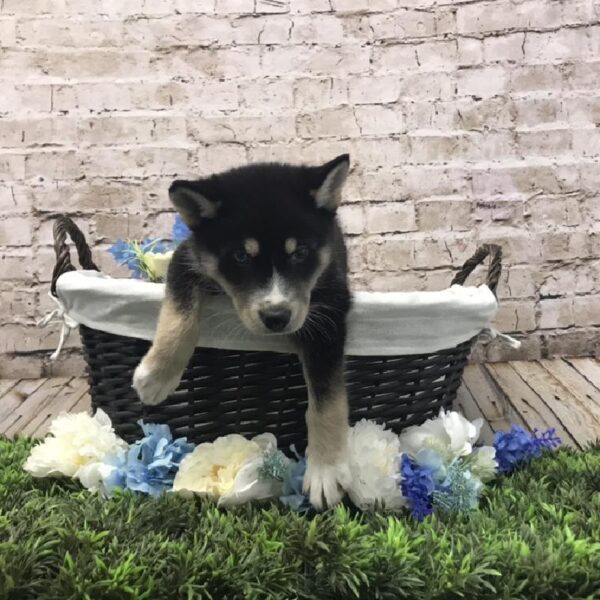 Husky-Malamute DOG Female Black / Tan 7023 Petland Robinson, PA