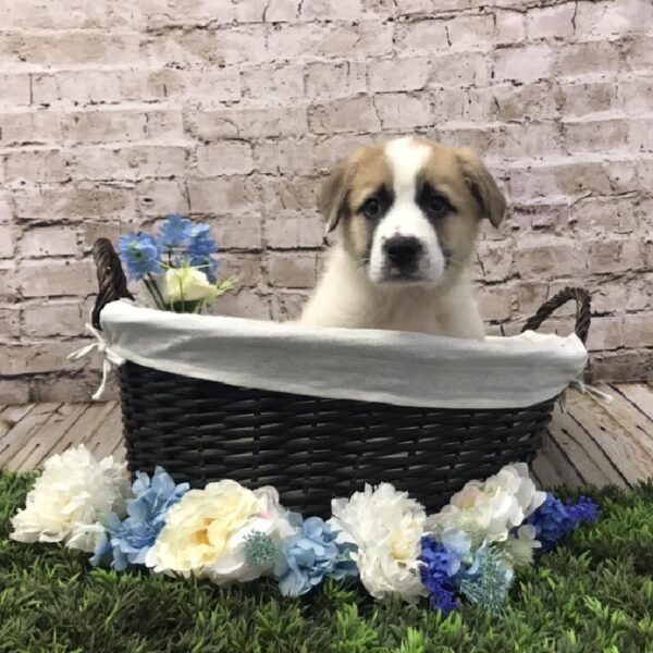 Border Collie-Great Pyrenees-DOG-Male-Sable-7020-Petland Robinson, PA